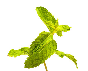 Flora of Gran Canaria -   Mentha spicata, garden mint, introduced species, isolated on white background  © Tamara Kulikova