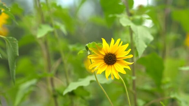 A summer sunflower swaying in the breeze