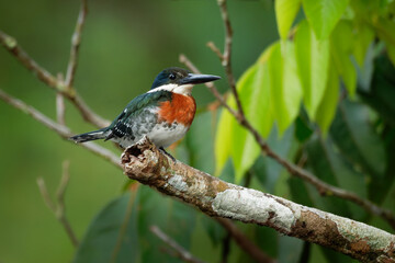 Green Kingfisher - Chloroceryle americana  resident breeding bird which occurs from southern Texas in the United States south through Central and South America to Argentina. Male above the water