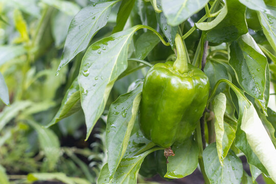green bell pepper grows on a bush