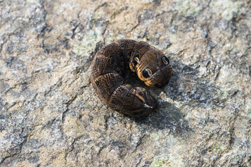 Larvae of D⁠eilephila elpenor - Elephant Hawk-moth.