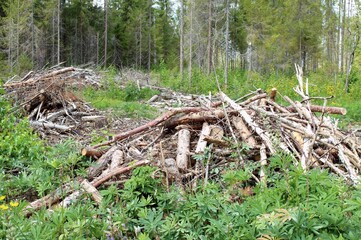 Piles of tree branches left after logging
