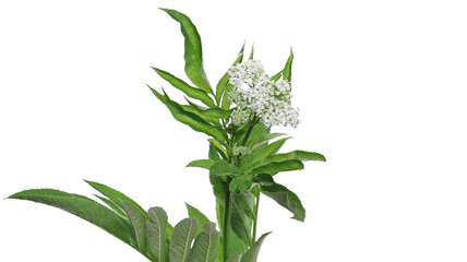 Danewort, dwarf elder leaves and flowers isolated on white background with clipping path