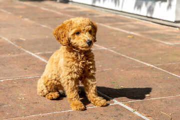 10 weeks old miniature poodle puppy sitting on a terrace