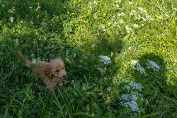 10 weeks old miniature poodle puppy