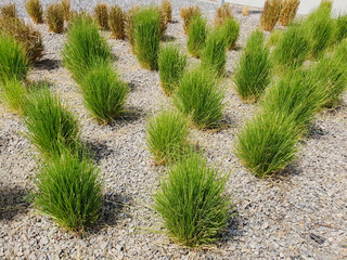 Fountain or Pennisetum grass planted on gravel with soil underneath. Dune grass landscape design....