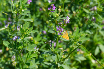 Large skipper (Ochlodes sylvanus) perched on purple flower in Zurich, Switzerland