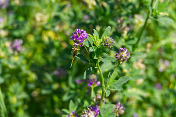 Large skipper (Ochlodes sylvanus) perched on purple flower in Zurich, Switzerland