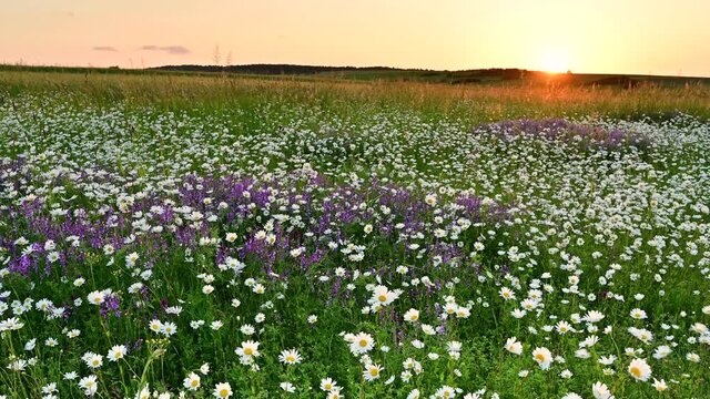sunset over field of flowers	