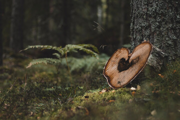 heart shaped tree trunk 