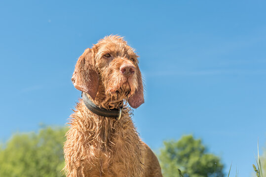 Portrait of a Hungarian Pointer Vizsla dog in front of a blue sky background.