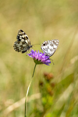 Two butterfly on a flower - pollination, love