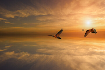 Fototapeta na wymiar Two big geese flying in the sky at sunset.