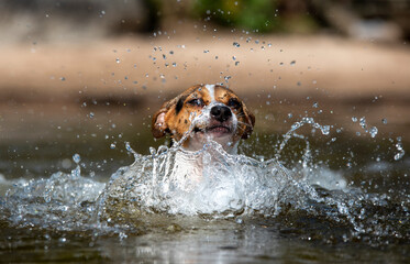 Dog swimming on lake beach