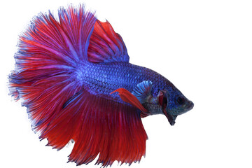 fighting fish isolated