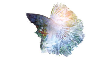 fighting fish isolated
