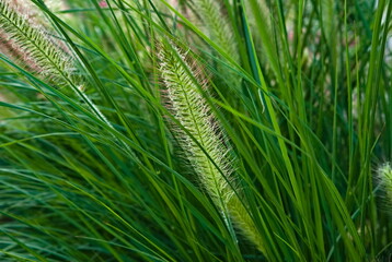 Kwiatostan jakiejś ozdobnej trawy z ogrodu. © Grzegorz