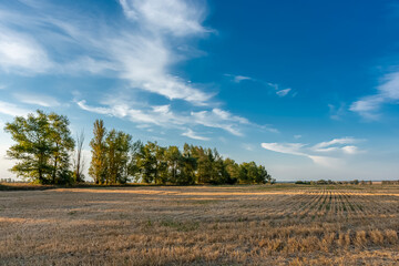 Mown wheat field at sunset, rural peaceful landscape.