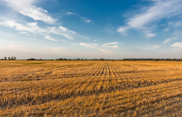 Fototapeta na wymiar Mown wheat field at sunset, rural peaceful landscape.