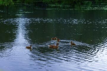 forest pond landscape with wild ducks