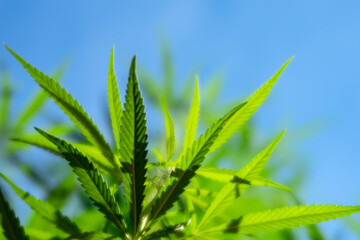 Cannabis plant in the soft focus against a blue sky. Selective focus.