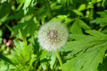 white dandelion among the grass in the forest