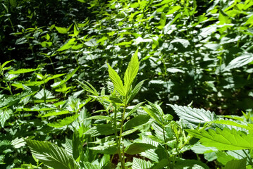 young raspberries grow among nettles