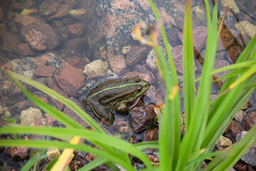 Green frog in water on stones among grass