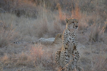 cheetah sitting in the grass