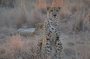 Fototapeta na wymiar cheetah in the savannah