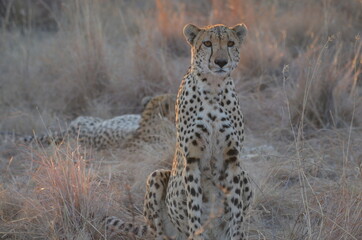 cheetah in the savannah