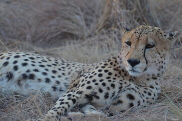 cheetah on the ground
