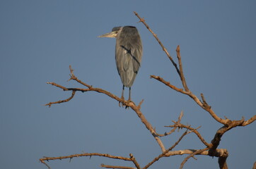 Perching heron