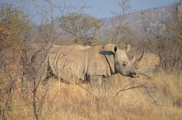 whit rhino in grass