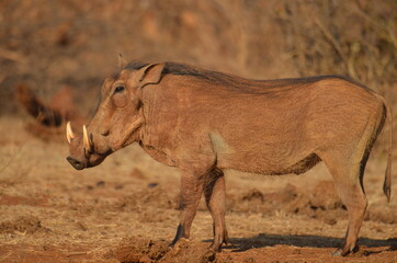Naklejka na ściany i meble warthog in the savannah