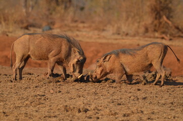 Fototapeta premium Warthog headbutt