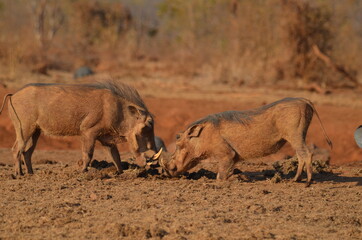 Fototapeta premium Warthog headbutt