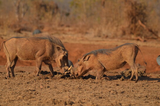 Warthog Headbutt