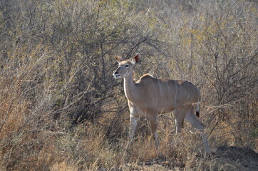 Naklejka na ściany i meble Female Kudu in the bush