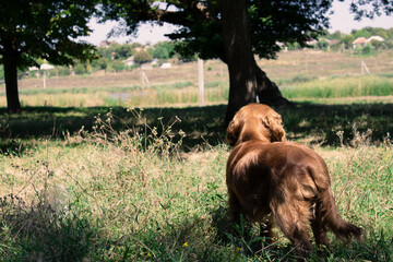 dog in the field