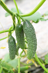 Cucumbers grow in greenhouses