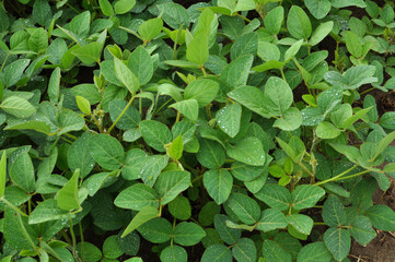 Obraz premium The field grows soy