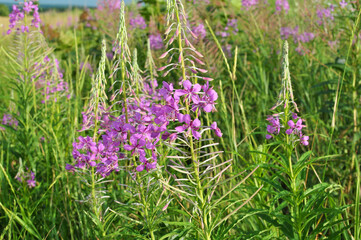 Epilobium angustifolium blooms in nature in summer