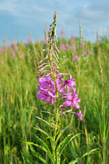 Epilobium angustifolium blooms in nature in summer