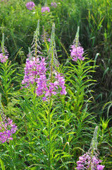 Epilobium angustifolium blooms in nature in summer