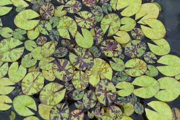 Natural modeling of water lily leaves. Nymphaeaceae perennial aquatic plants. 