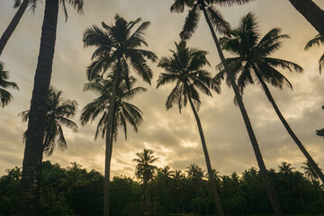 Obraz premium Coconut palm tree against blue sky and sunlight in summer 