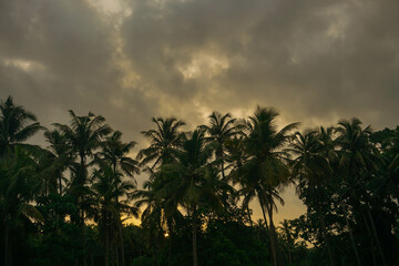 Coconut palm tree against blue sky and sunlight in summer	
