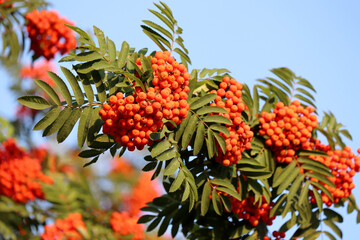 Rowan berries growing on a tree branches on blue sky background. Medicinal berries of mountain-ash