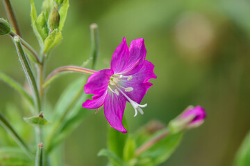 close up of the beautiful Hairy Willow flower (Epilobium hirsutum) in summer sunshine